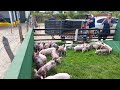 Porcos Pietrain F1, Mais Uma Entrega - Suinocultura JD 🐷🐖🏜⏳🙏