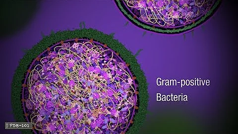 Vad gör penicillin med bakterien?