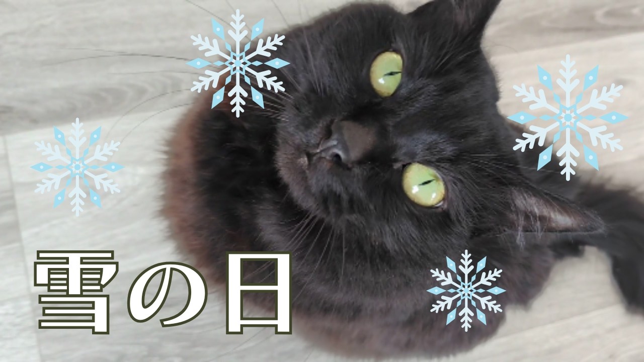 初雪⛄おそらく初めて？雪を見た黒猫の反応がこちら！