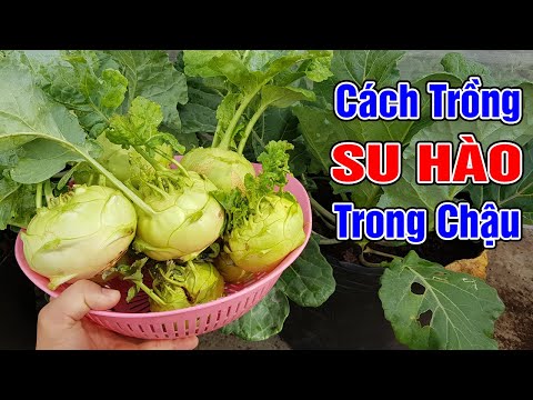 Video: Khoảng cách trồng cây su hào: Mẹo trồng cây su hào trong vườn