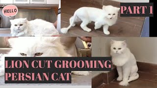 Persian Cat Grooming - Lion Cut (Part 1) |  Bunny TV