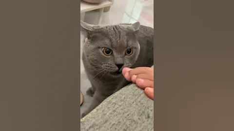 Watch the video about Cats Are Living Their BEST And FUNNIEST Lives 😂