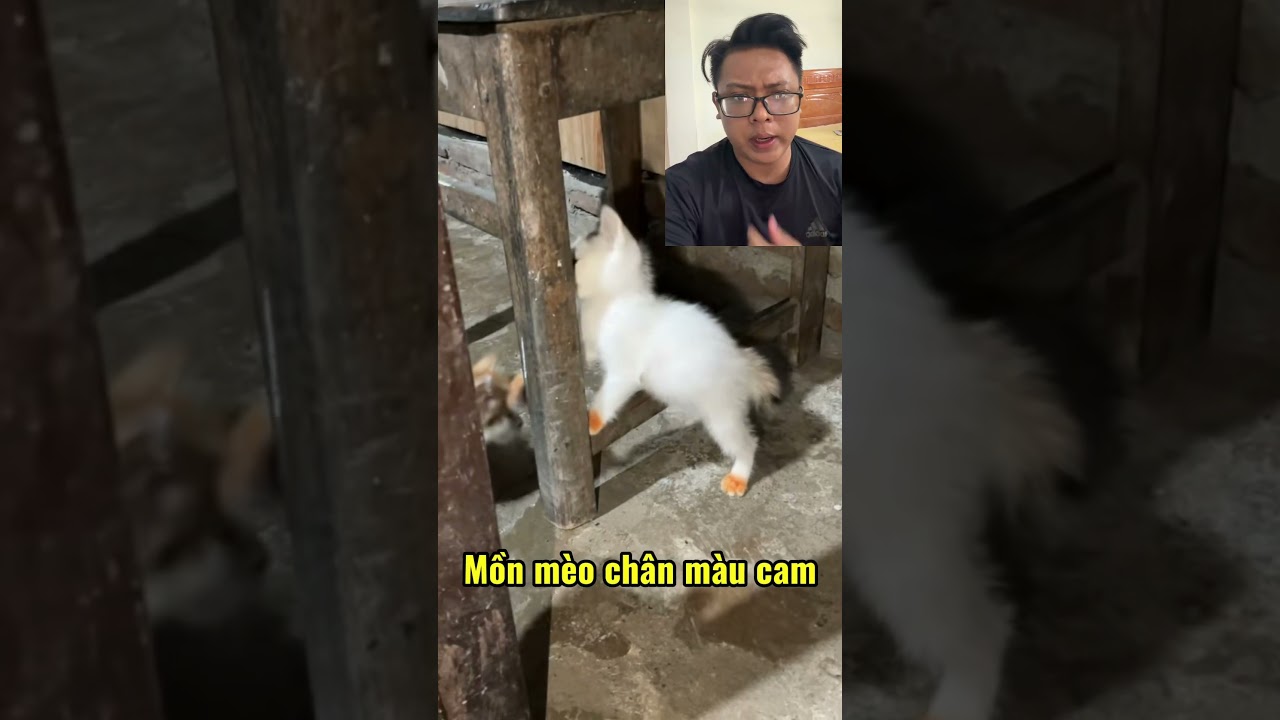 Con mồn mèo chân màu cam #cats