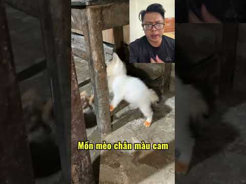 Con mồn mèo chân màu cam #cats
