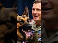 Hero Military Dog Honored with Medals — Wait Till You See His Handler’s Reaction 🇺🇸🐾#shorts
