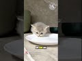 🐈: tutor ngelunjak ada di aku ya woi😺😭🐾 #cat #catlovers #kitten #catshorts #shorts