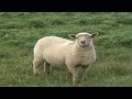 صوت الخروف للأطفال _ Sound of sheep for kids