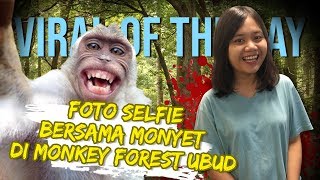VIRAL OF THE DAY - Viral Foto Selfie Bersama Monyet di Monkey Forest Ubud, Begini Triknya VIRAL OF THE DAY - Viral Foto Selfie Bersama Monyet di Monkey Forest Ubud, Begini Triknya
