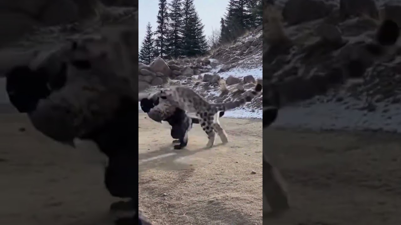 Чёрная Пантера против Снежного Леопарда: Эпическая битва 1 на 1, запечатлённая на камеру! 😱