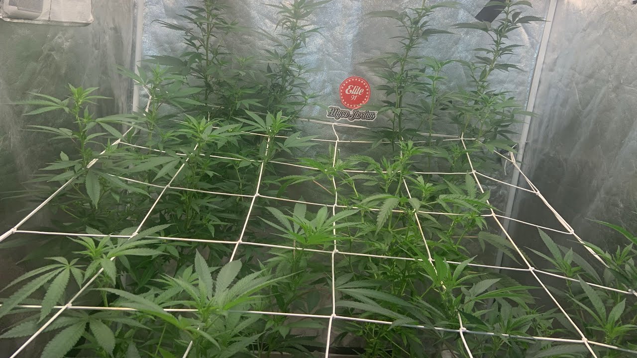 INDOOR GROW WEEK 1 FLOWER