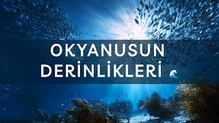 Okyanusun Derinlikleri 🌊 Denizlerin Altında Neler Var?