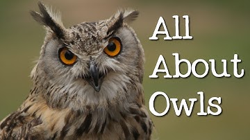 All About Owls for Kids: Backyard Bird Series - FreeSchool
