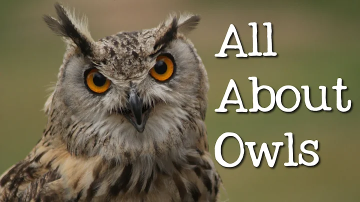 All About Owls for Kids: Backyard Bird Series - FreeSchool