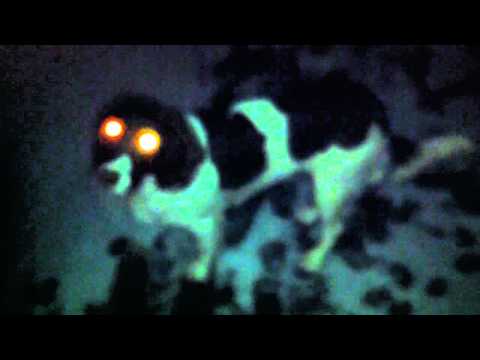 How Do Dogs See In The Dark? With Torches! - Youtube