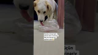 Heyvanlara Qarşı Insan Olaq ..Heyvan Yox Abunə Olmaq Dəsdəydir