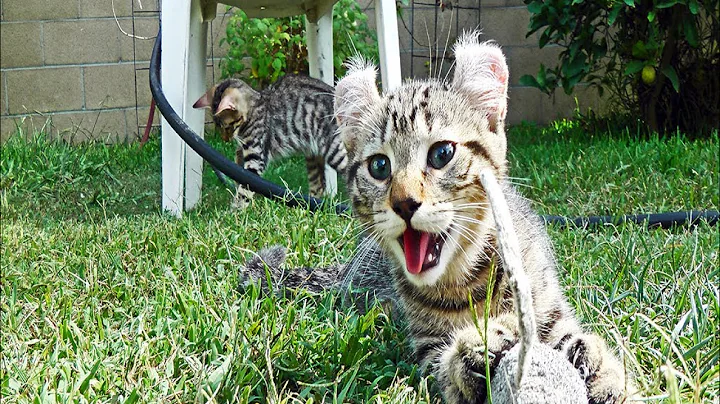 Watch the video about One of a kind - Exotic Lynx Hybrid Kittens are So cute!