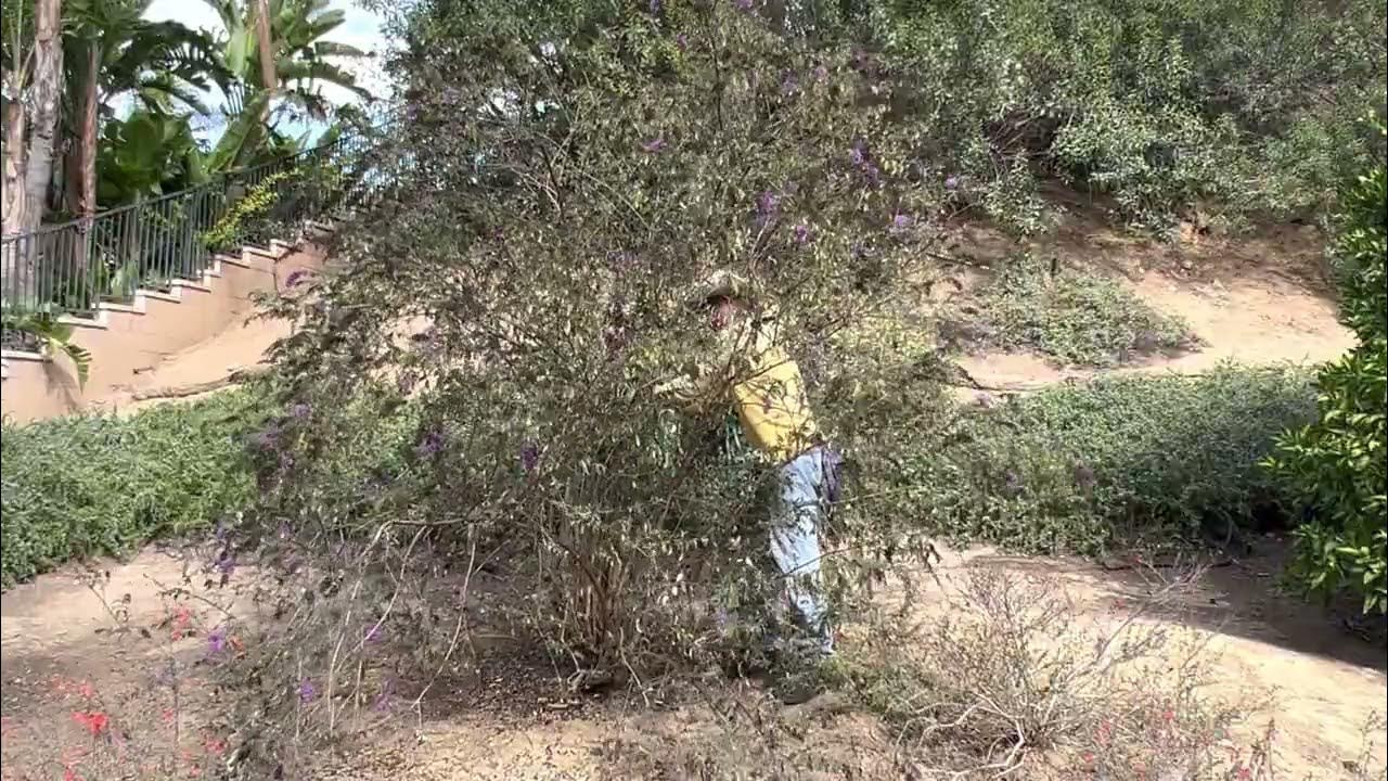 How To Shape And Prune A Buddleia Butterfly Bush YouTube