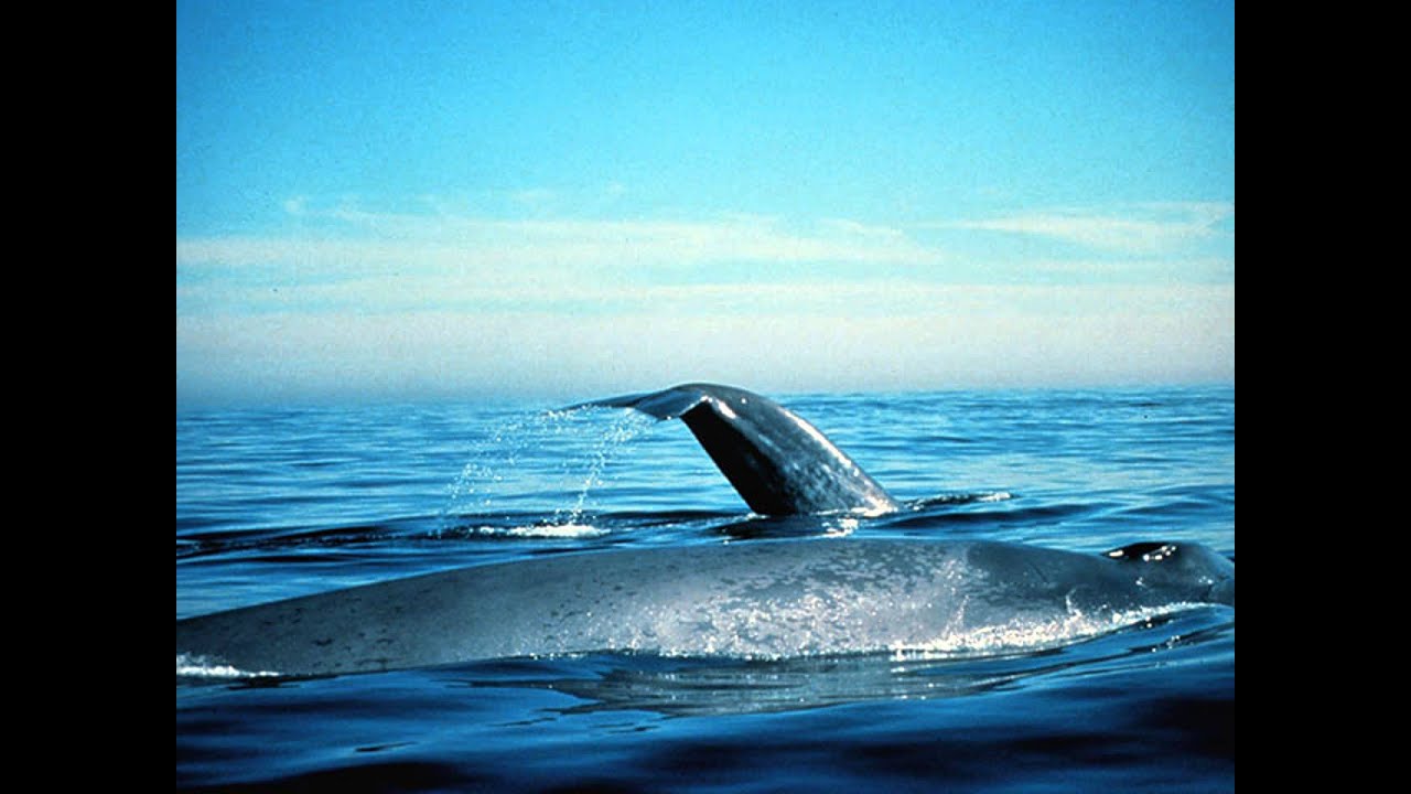 Whale watching on Ireland's newest coastal route - YouTube