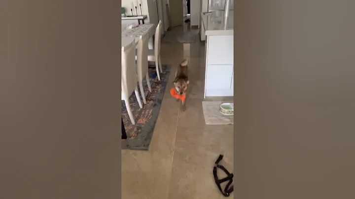 Dog meets owner after one week