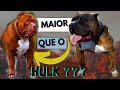 Quem é o maior pitbull do mundo?? confira os 5 maiores pitbulls