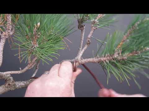 Wire tip #3 Wire in the same direction the branch will be twisted.