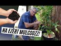 Mulcsozás menete 🍂  - hogyan mulcsozzunk?  I  Kreatív Farmer