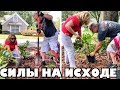 На последние гроши купили цветы! Поменяли жизнь на сад .