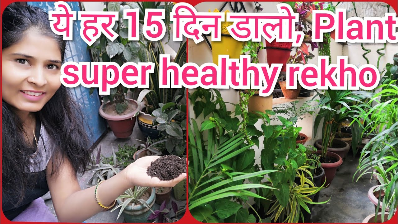 All about and cheap khad/fertilizer for the plant