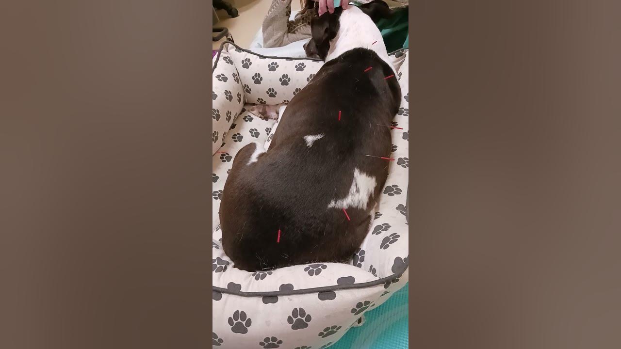 K9 Acupuncture! 🐾Anubis Chilling 🐕During Her Acupuncture Treatment ☯🐾🐾