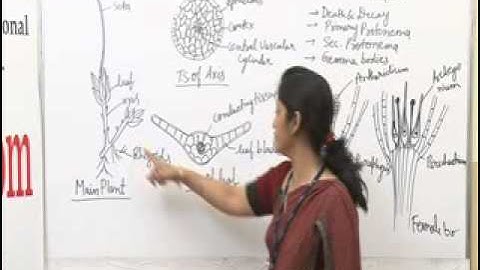 Funaria Lecture, BSc Botany by Dr. Ruby Singh Parmar I Guru Kpo