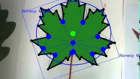 Realtime plant leaf classification on mobile device