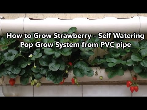 how to set up a self-watering plant straw system - The Plant Project