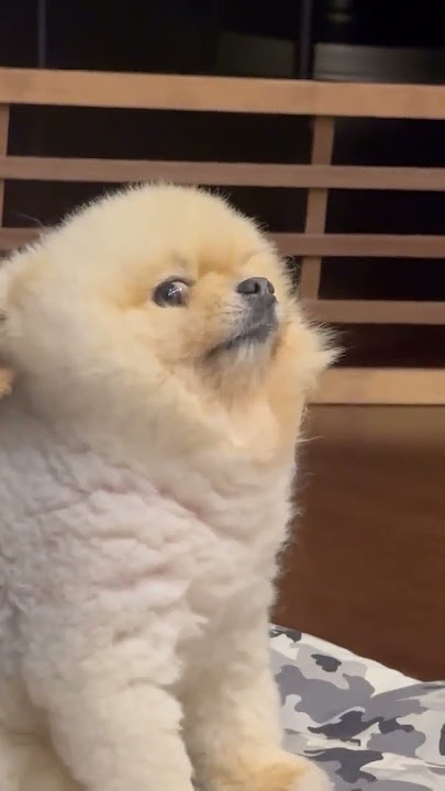 Pomeranian, you are a real dogPomeranian Pomeranian baby silly puppy cute dog