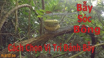 Bẫy Sóc ,Cách Tìm Địa Hình Và Chọn Vị Trí Đánh Bẫy Sóc Bông - SQUIRREL TRAP _ Vạn Lý Do (Phần 44)