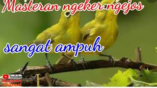 Masteran ngeker ngejos sangat ampuh untuk pancingan Dan pikat