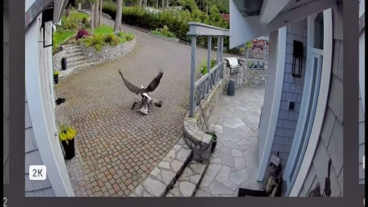 Breastfeeding Mom Defending Goose * Bald Eagle Attack * Goose attacked by Bald Eagle YouTube