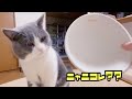 大きな顔の猫の大きなフードボウル【ブリティッシュショートヘア】Vol.107 Big food bowl of big face cat  #フリーフリーフードボウル #猫餌皿