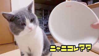 大きな顔の猫の大きなフードボウル【ブリティッシュショートヘア】Vol.107 Big food bowl of big face cat  #フリーフリーフードボウル #猫餌皿