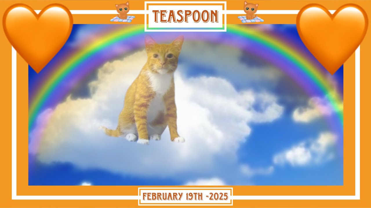 Teaspoon! - February 19th -  2025