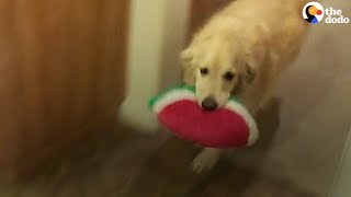 Smart Dog Cleans the House, Puts Her Toys Away | The Dodo