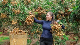 Harvesting LONGAN goes to the market sell - 2 Years Alone In The Forest | Vietnamese Harvesting