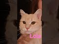 Pebble and Lola