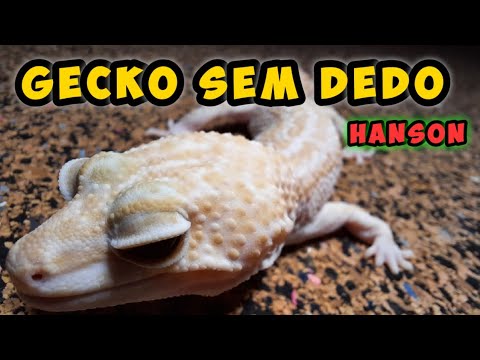 Vídeo: Doença óssea metabólica em dragões farpados