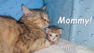 Adopted Kitten Calls Foster Mom Cat when She's SCARED of Big Cats, Poor Kitten adopted by Mother Cat by Moo Kittens 1,587 views 13 days ago 1 minute, 41 seconds