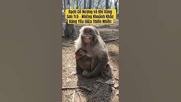 Bạch Cô Nương và Khỉ Vàng Sơn Trà – Những Khoảnh Khắc Đáng Yêu Giữa Thiên Nhiên #hắccôngtử #monkey