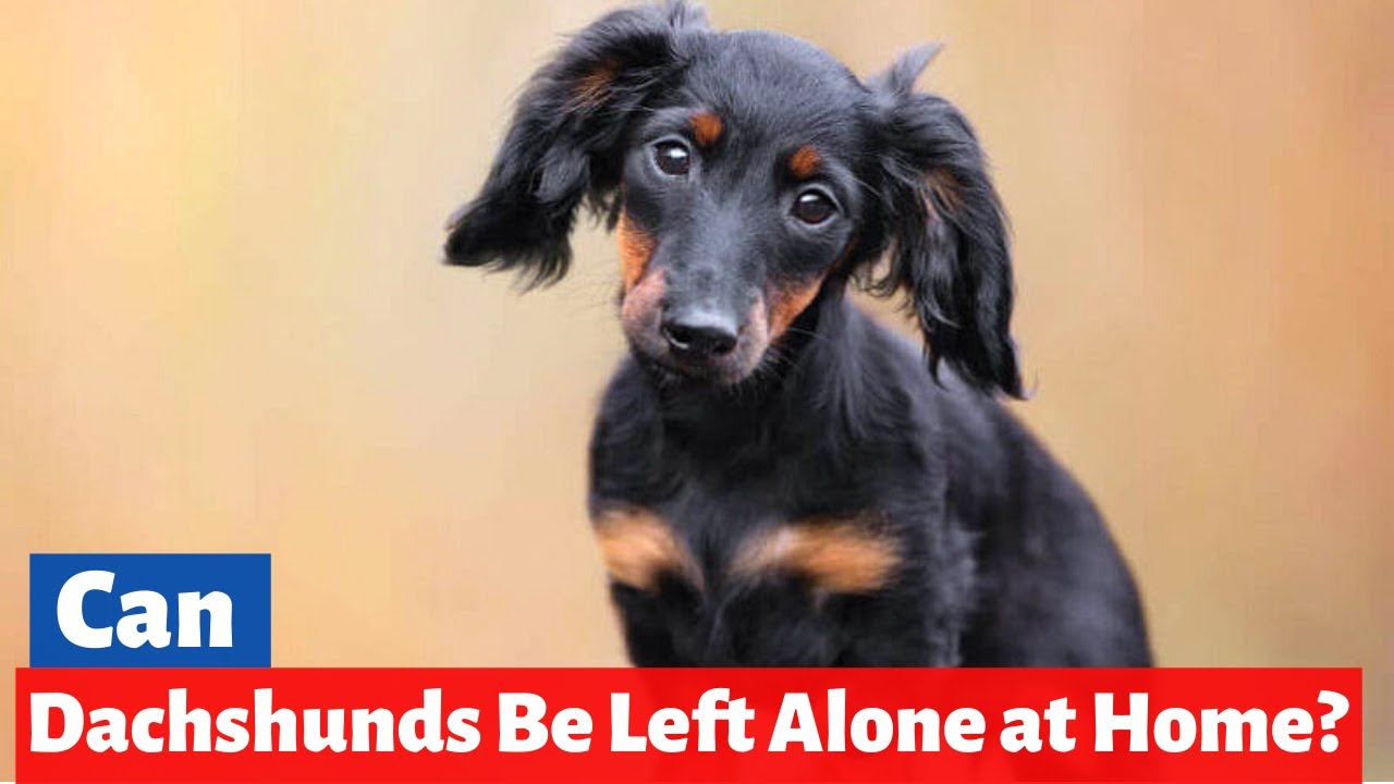 Can Dachshunds be Left Alone All Day? Dachshund Separation Anxiety