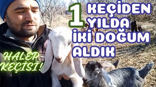 HALEP KEÇİSİ BEREKETİ !!! | Halep Keçisi Sürüsü | Halep Keçisi Para Kazandırır Mı ?