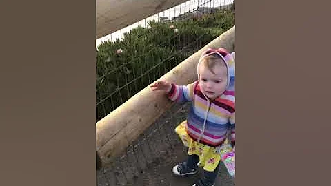 Violet Sees a Seagull