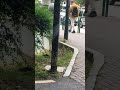 Mouse on Tirana Miu Tiranes subscribe 😀!
