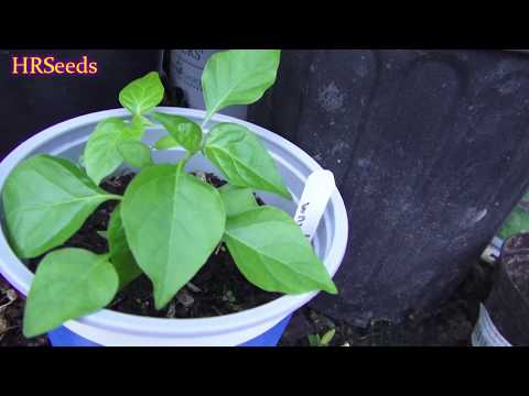 Video: Allelopatiska växter - vad är allelopati